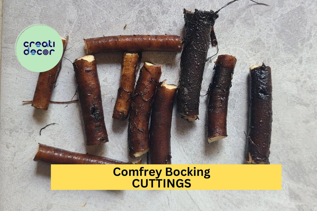 10x Comfrey Bocking 14 Root Cuttings – Non-Seeded Variety for Soil Building, Compost, & Pollinator Gardens – USA