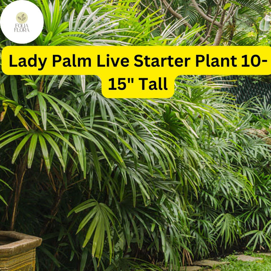 1 Rhapis excelsa Lady Palm - Live Plant 10-15" Tall - Indoor Air-Purifying Palm
