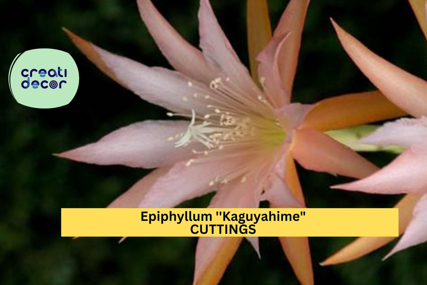 Epiphyllum 'Kaguyahime' Cutting | Rare Small-Flower Orchid Cactus | 1 Unrooted Exotic Starter | Night-Blooming Beauty