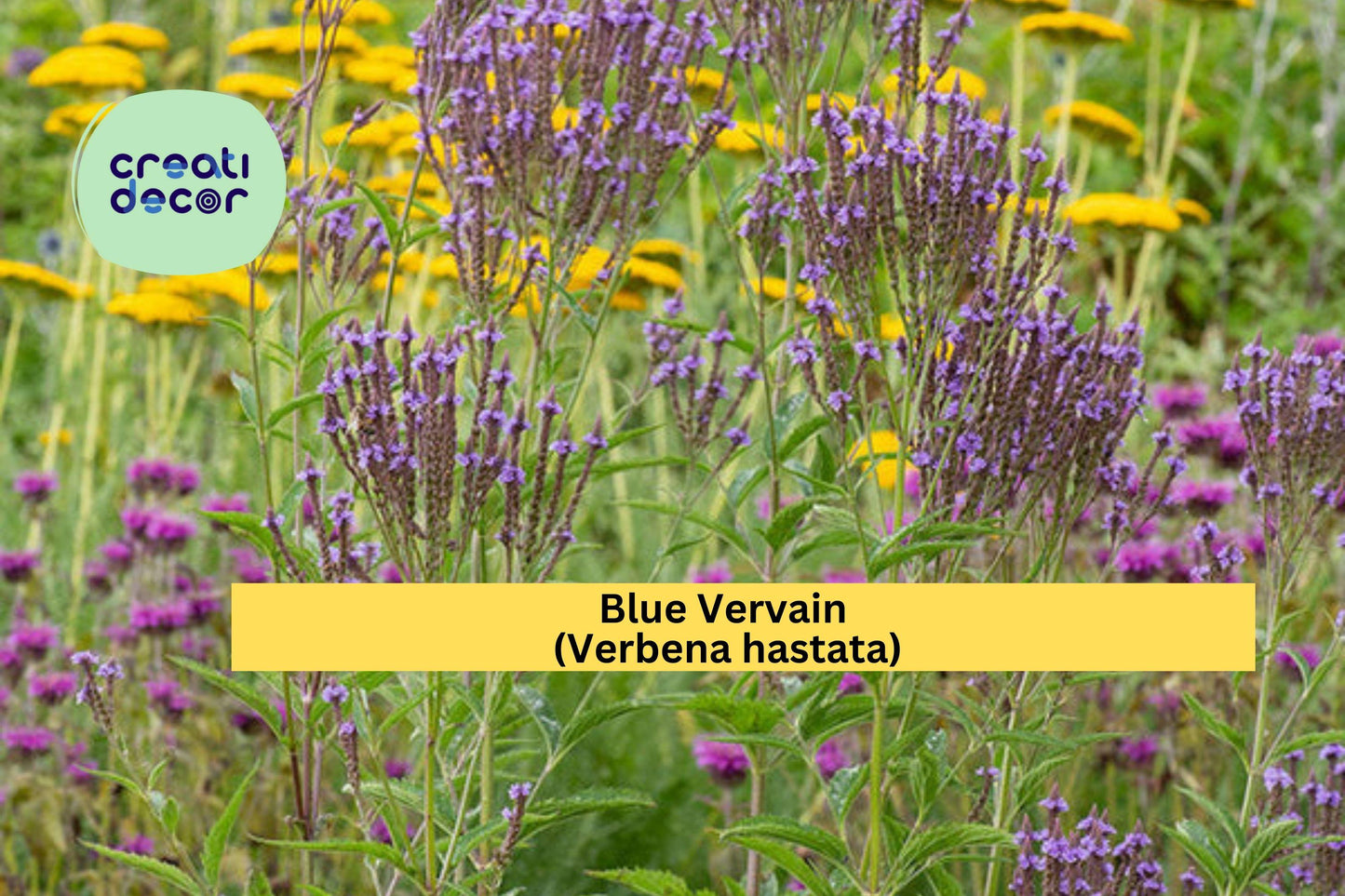 Blue Vervain Seeds (Verbena hastata) – 100 Native Wildflower Seeds | Purple Perennial | Pollinator Friendly | Wet Soil Tolerant