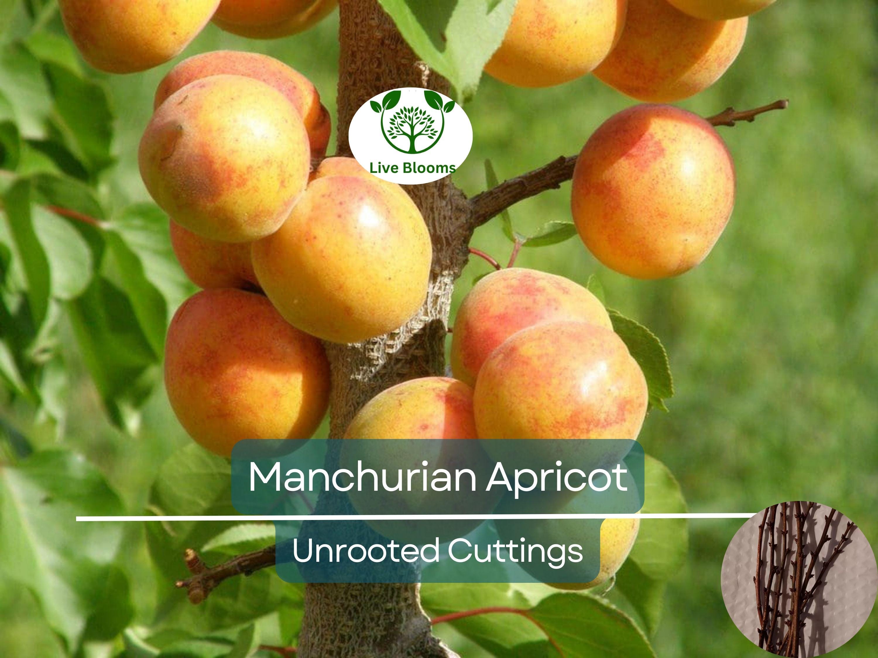 6 Manchurian Apricot Unrooted Cuttings (Prunus armeniaca) Organic Hardwood Scion Wood - Ideal for Grafting, Apricot Tree Propagation