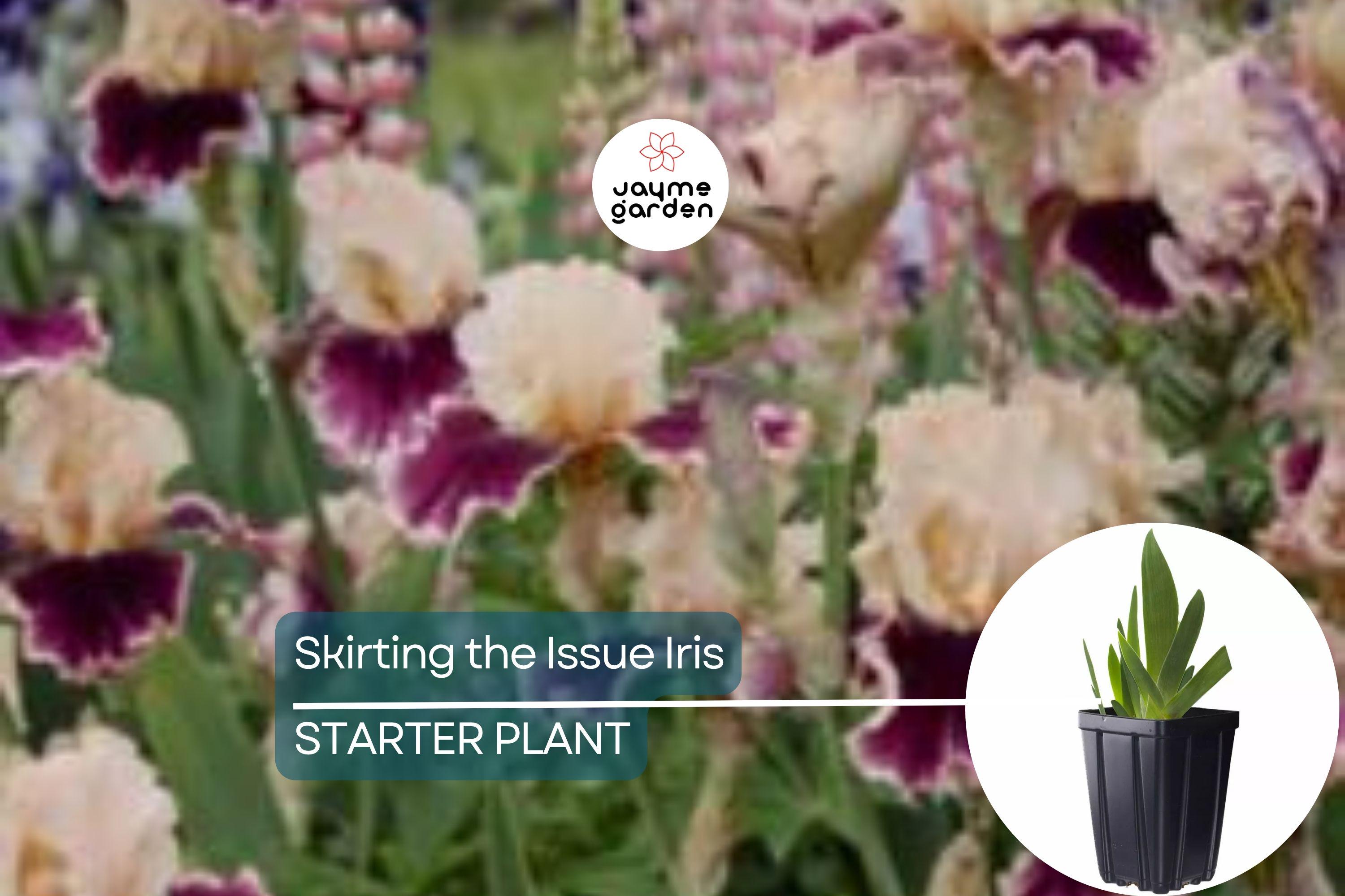 Skirting the Issue Iris Plant – Quart Pot | Apricot & Hot Pink Flowers | 40” Tall Perennial | Hardy Zones 3-10 | Easy to Grow
