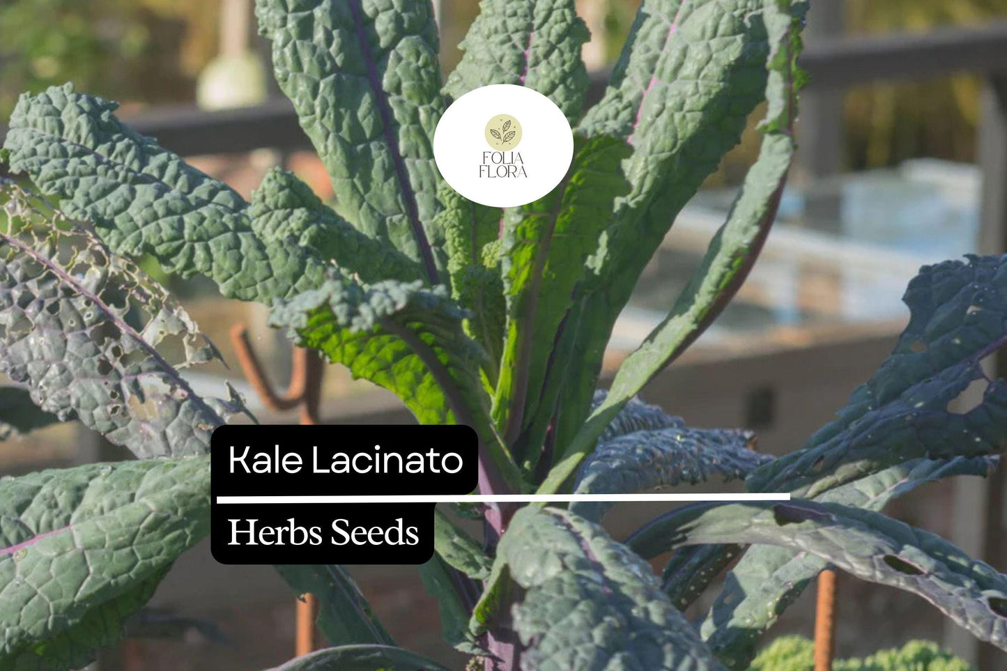 200 Seeds Lacinato Brassica oleracea | Dinosaur Kale, Non-GMO, Heirloom, Nutrient-Rich, Easy to Grow, Perfect for Salads & Soups