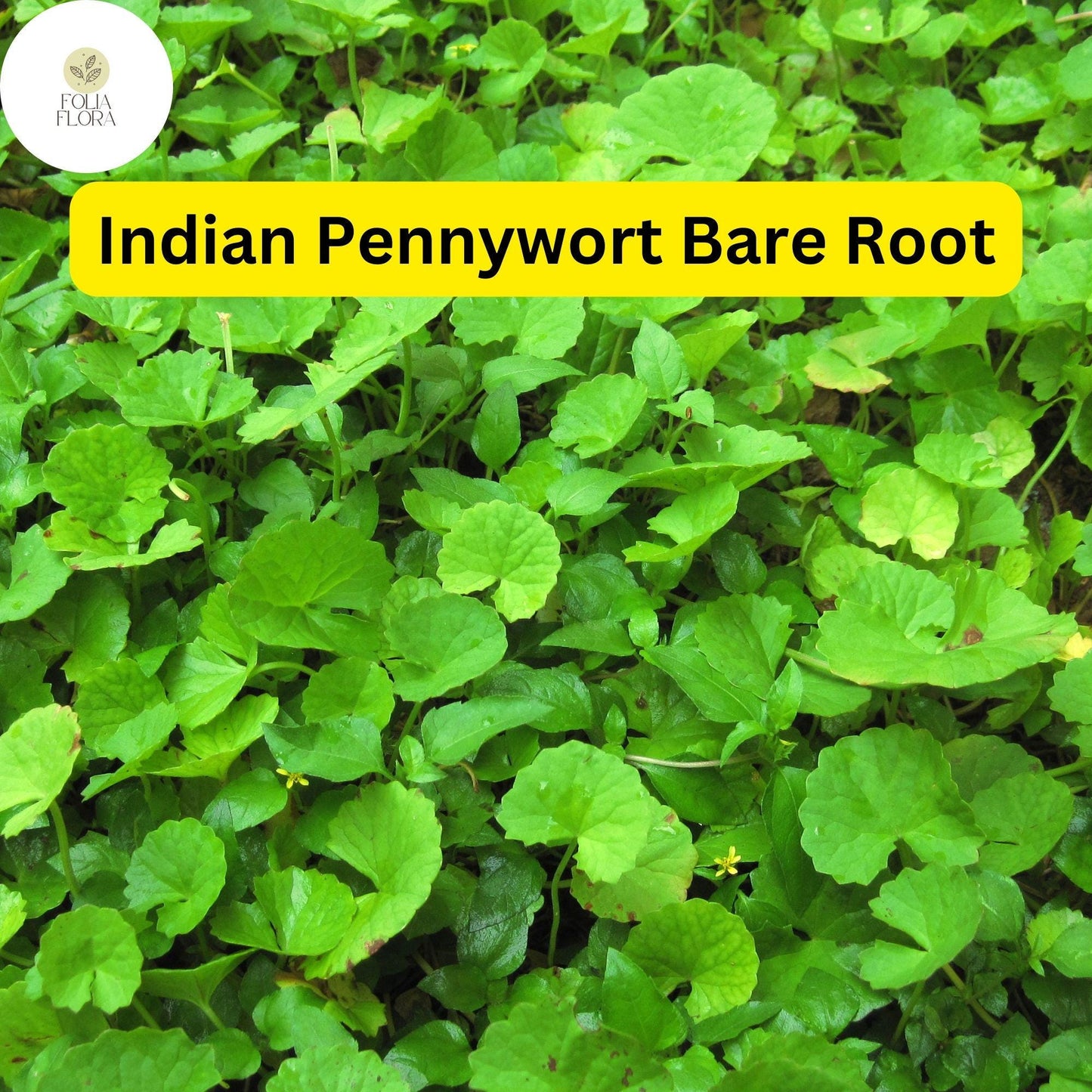Indian Pennywort (10 Bare Root Live Plants), Centella asiatica, Ready to Plant