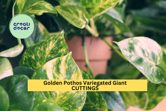 3 Golden Pothos Giant Leaf Cuttings – Variegated Epipremnum aureum | Unrooted Vines for Indoor Planters, Hanging Baskets, or Gifts