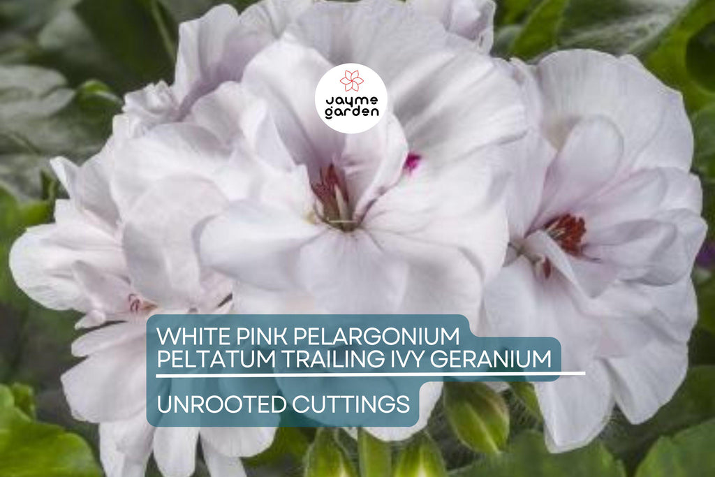 White Pink Pelargonium peltatum Trailing Ivy Geranium - 2 Live 6" Cuttings, Rare Double Petal Blooms, Easy to Propagate