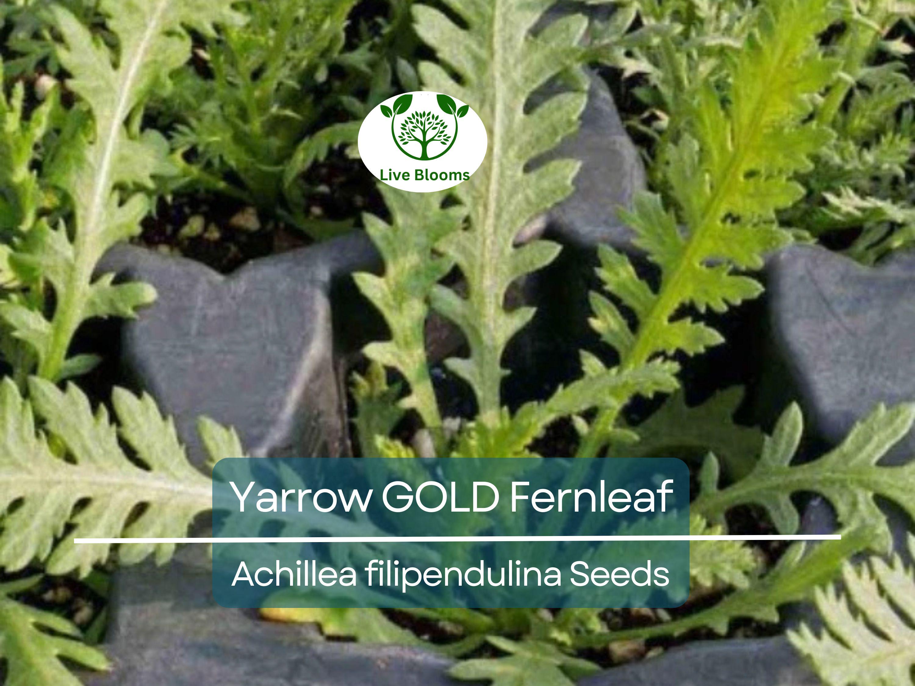 1500 Yarrow GOLD Fernleaf Seeds Achillea filipendulina | Non-GMO Perennial Flower for Pollinators, Drought-Tolerant, Easy to Grow