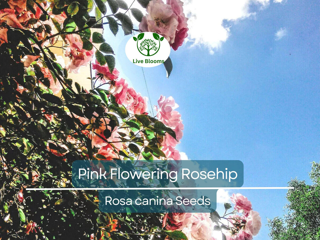 35 Rosa Canina Seeds - Pink Flowering Rosehip Rose Bush (Rosa canina) - Hardy, Fragrant, Perennial, Ideal for Gardens, Hips for Tea & Jam