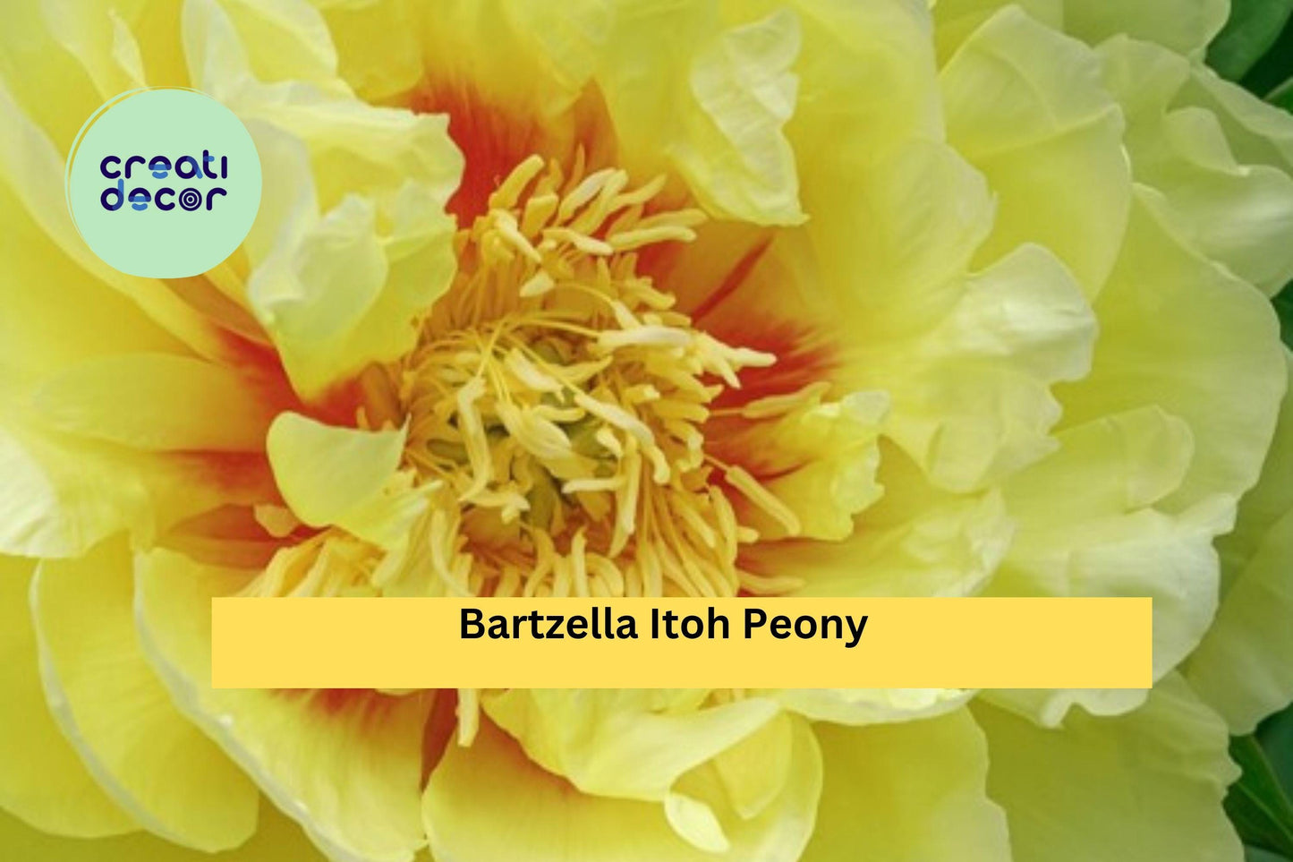 Bartzella Itoh Peony Bare Root 3/5 Eye | Yellow Perennial Flower Plant | Hardy Peony for Garden Borders & Cut Flower Gardens