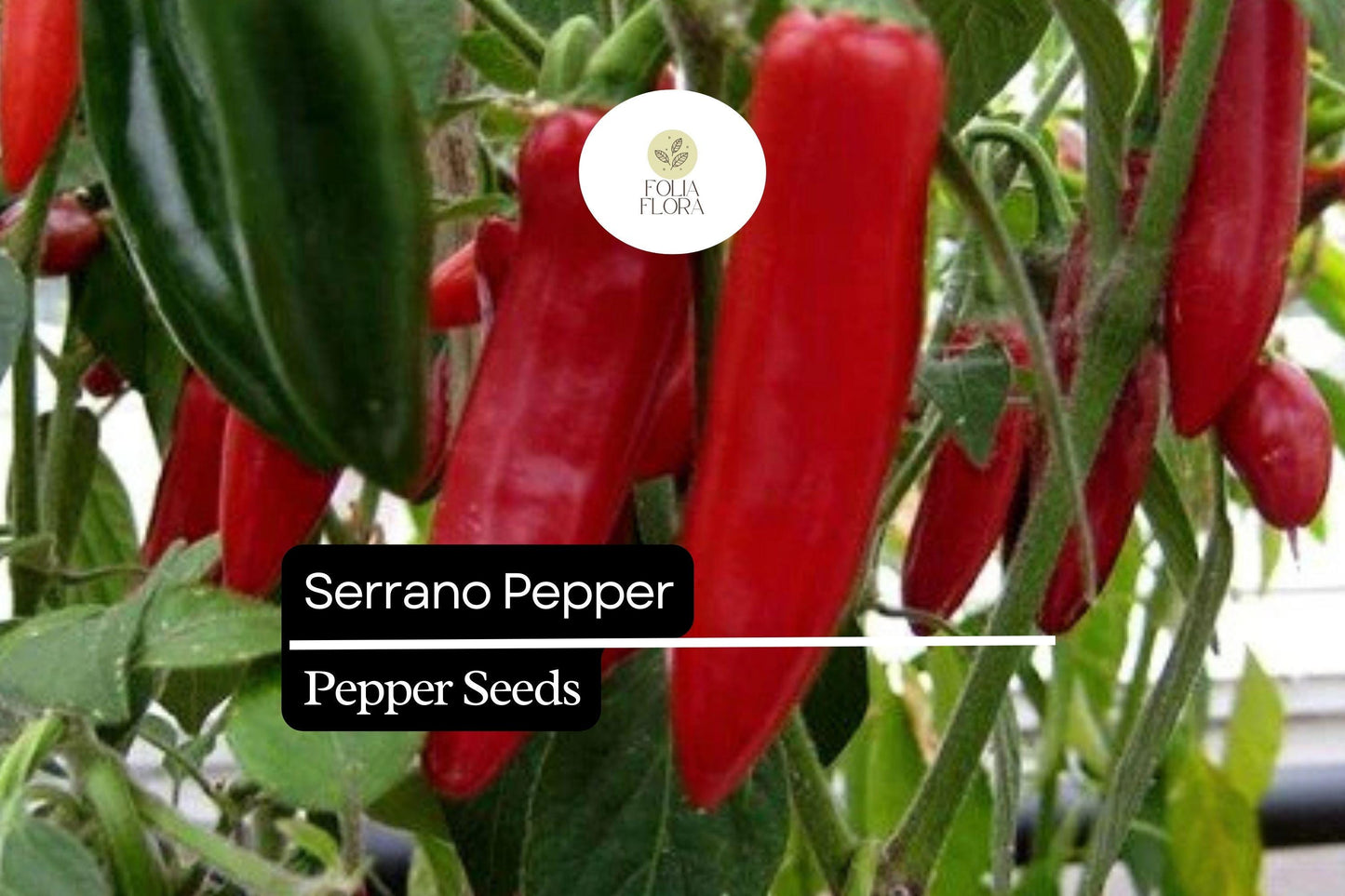 25 Serrano Pepper Seeds – Capsicum annuum – Heirloom, Spicy & Flavorful, High-Yielding