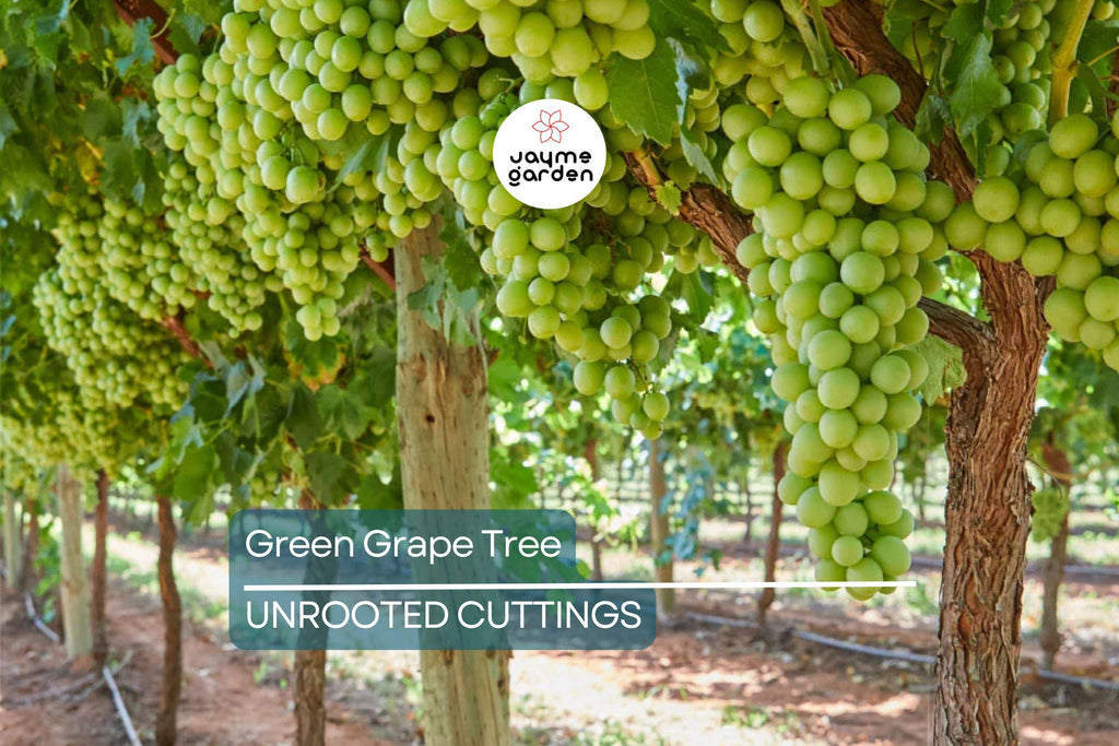 Green Grape Tree Cutting Vine with Pot – Live Sweet Seedless Small Fruit Plant, Perfect for Outdoor Gardens