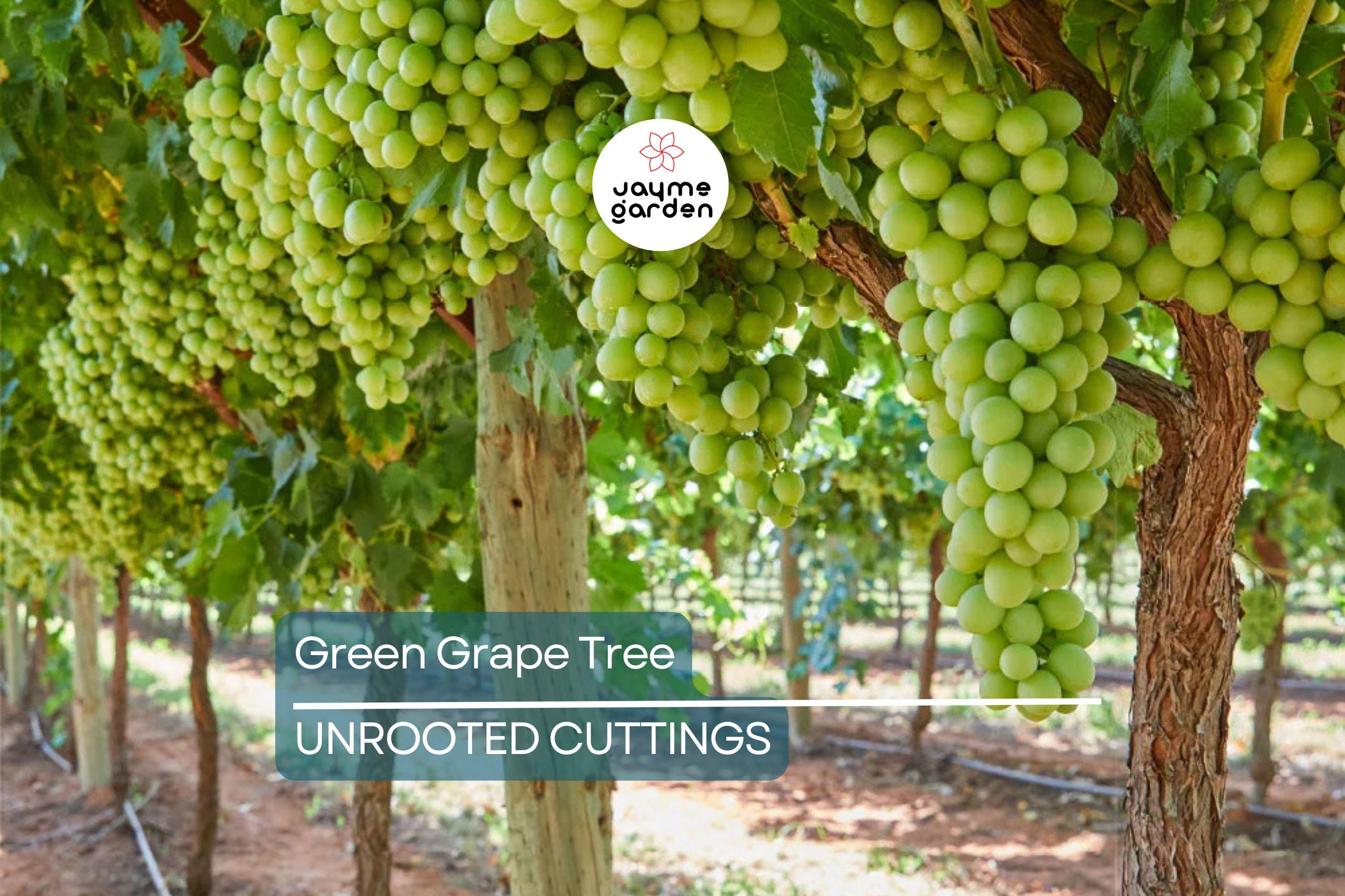 Green Grape Tree Cutting Vine with Pot – Live Sweet Seedless Small Fruit Plant, Perfect for Outdoor Gardens