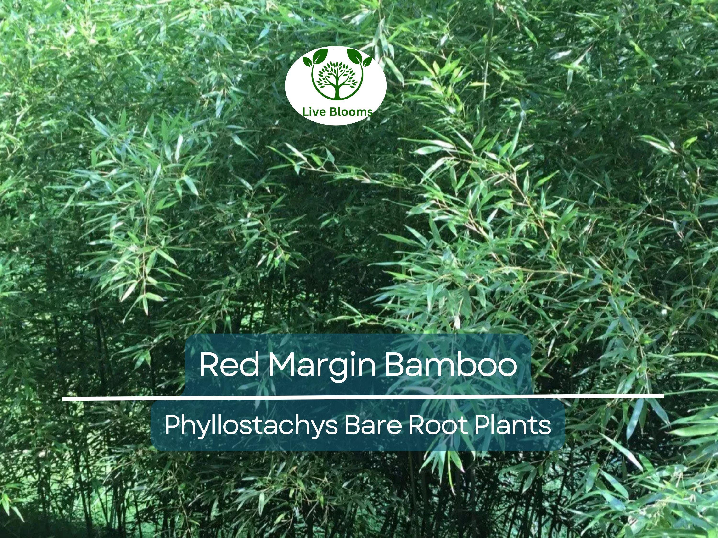1 Red Margin Bamboo – Bare Root Rhizome Plant – Phyllostachys rubromarginata – Cold Hardy Bamboo for Privacy & Windbreaks