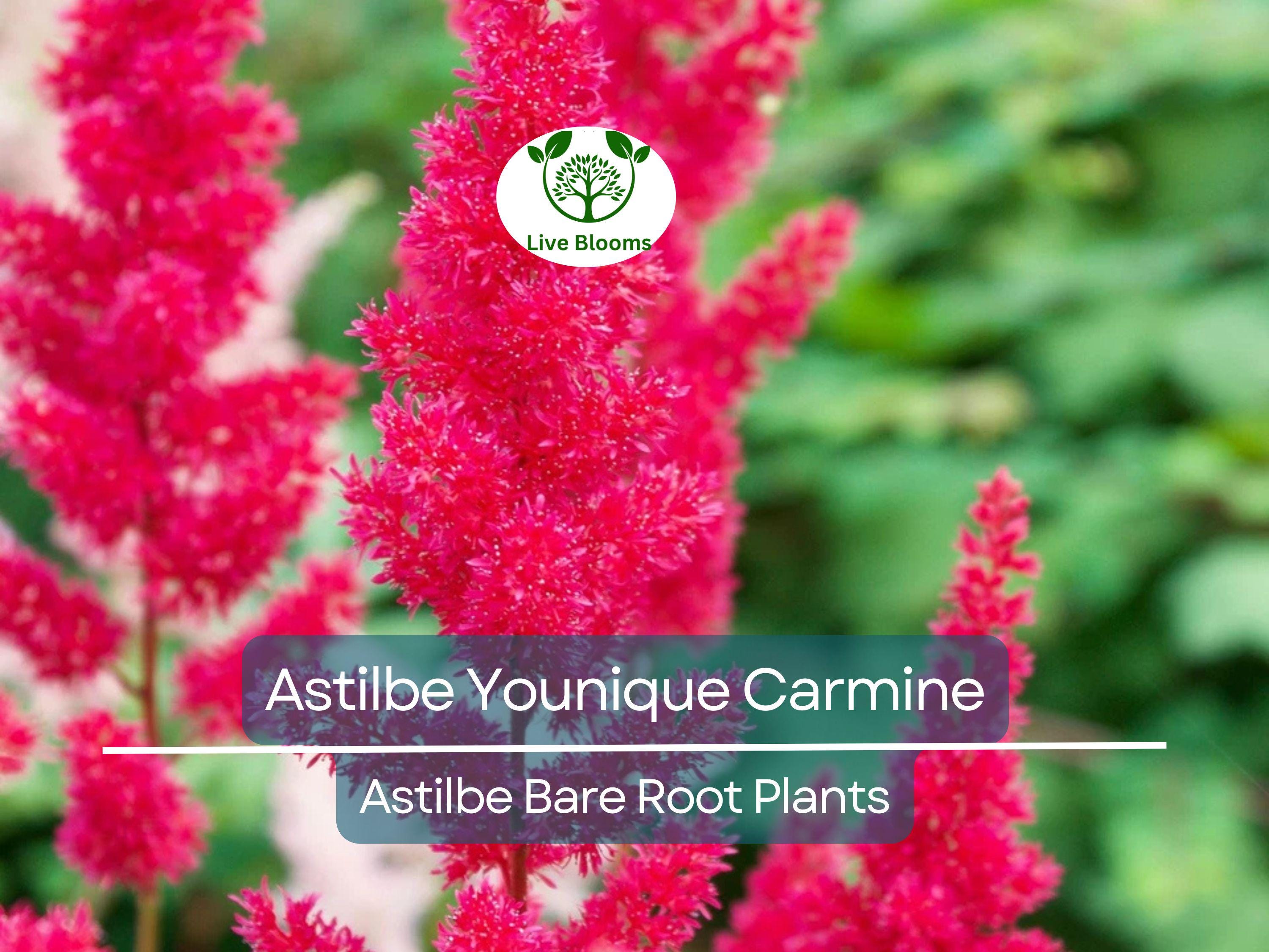 1 Astilbe Younique Carmine – Live Bare Root Shade Plant – Summer Blooms, Deer Resistant, Vibrant Pink-Red Perennial