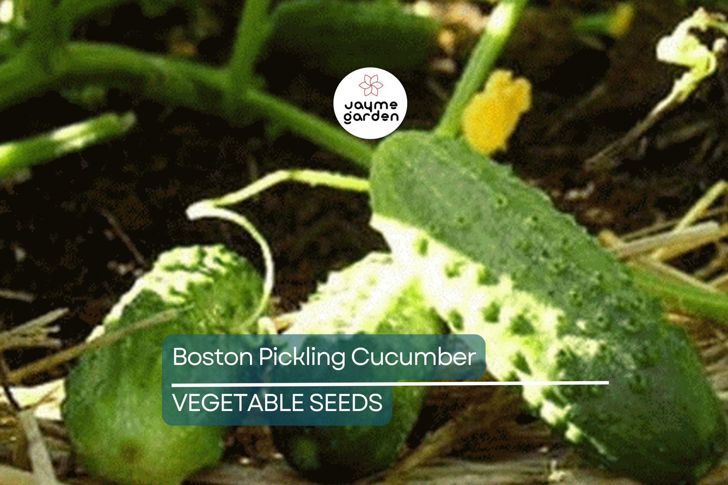 75 Boston Pickling Cucumber Seeds – Heirloom, Non-GMO, Perfect for Pickling, USA Seller