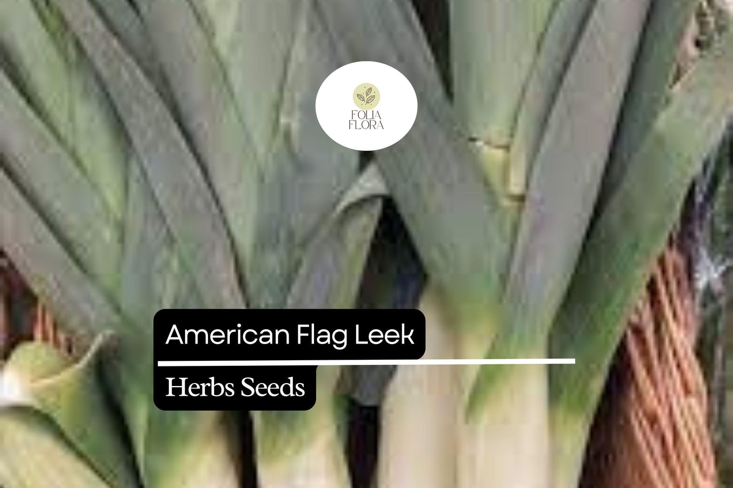 200 American Flag Leek Seeds – Allium ampeloprasum – Heirloom, Cold-Hardy, Perfect for Soups