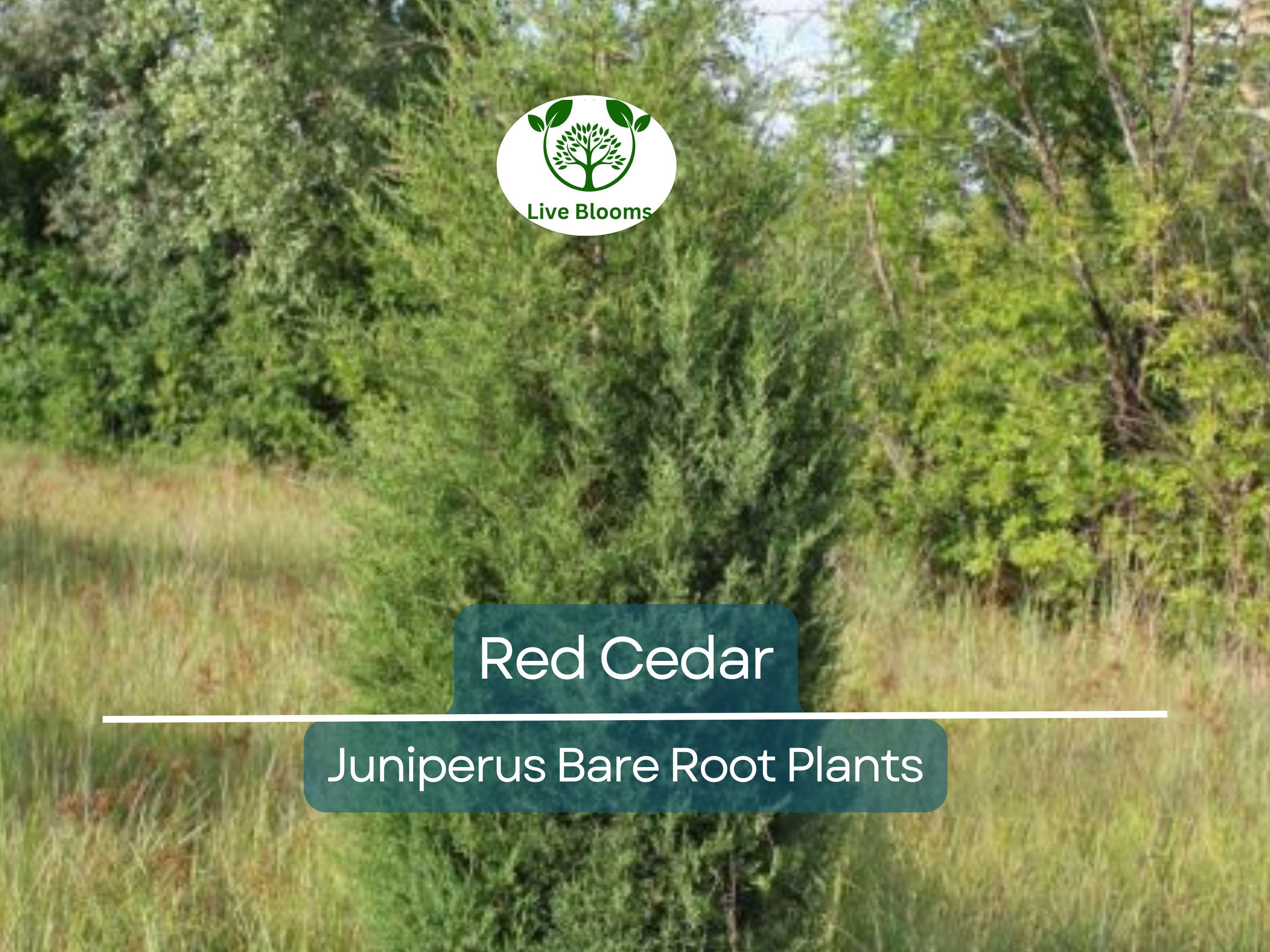 5 Red Cedar Tree Saplings – Live Bare Root Redcedar – Fast-Growing Evergreen for Windbreak, Privacy, Wildlife Habitat