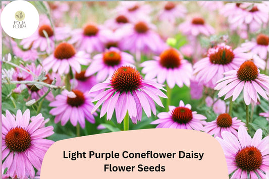 200+ Light Purple Coneflower Daisy Seeds | Echinacea purpurea | Hardy Perennial | Pollinator Garden Favorite