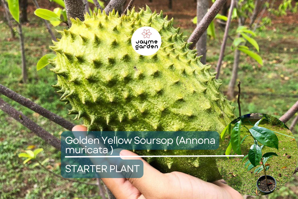 Golden Yellow Soursop Tree - Live Annona muricata 10”-20” | Tropical Fruit Tree for Juicy, Nutritious Fruit