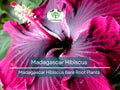 1 Madagascar Hibiscus – Live Bare Root Starter Plant (3–5") – Hibiscus moscheutos Mallow – Hardy Tropical-Looking Perennial