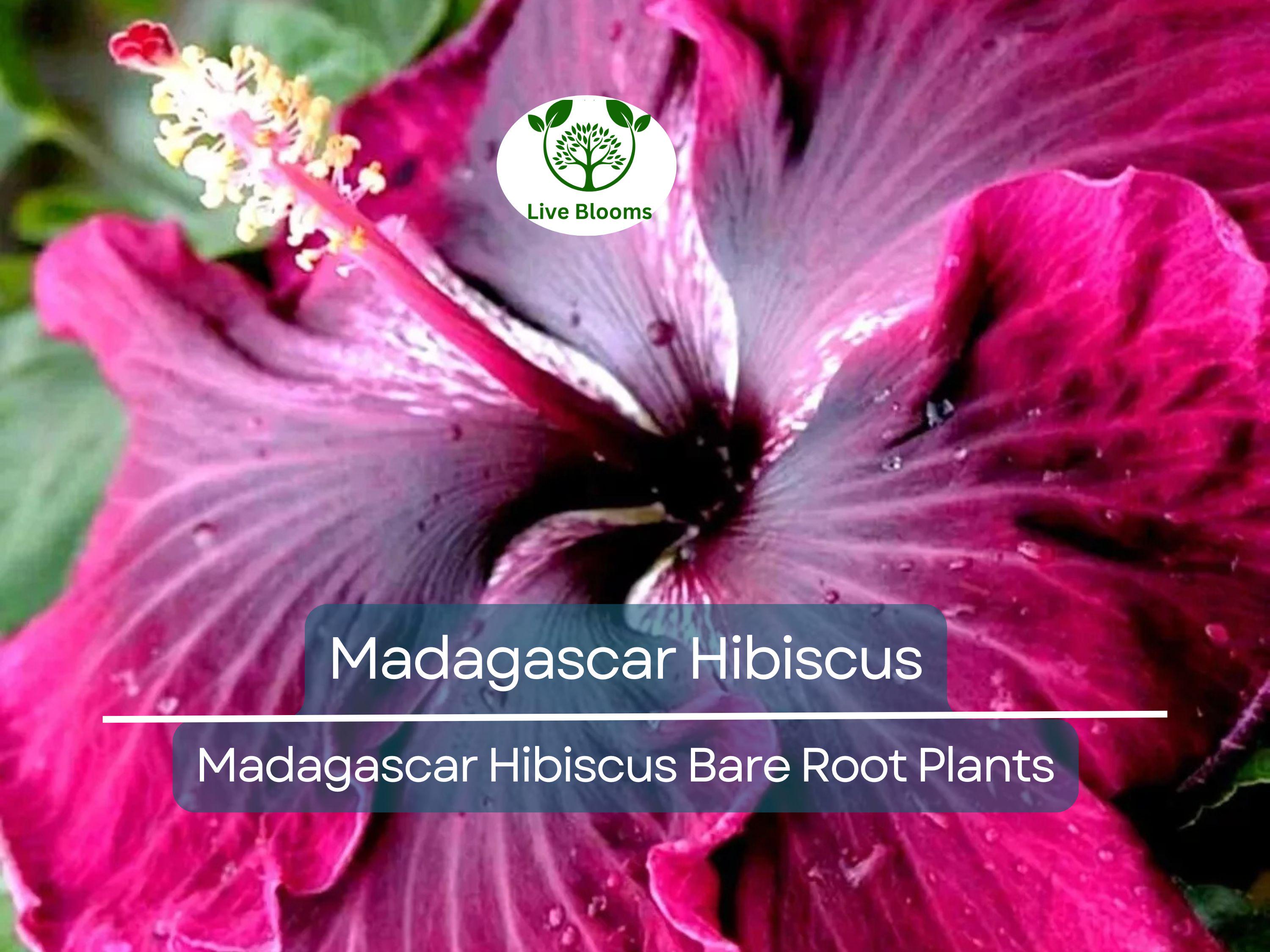 1 Madagascar Hibiscus – Live Bare Root Starter Plant (3–5") – Hibiscus moscheutos Mallow – Hardy Tropical-Looking Perennial