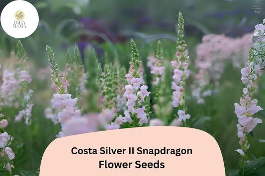 Costa Silver II Snapdragon Seeds (Antirrhinum majus) | 1000+ Seeds | Soft Silvery-Lavender Blooms for Garden & Cut Flowers