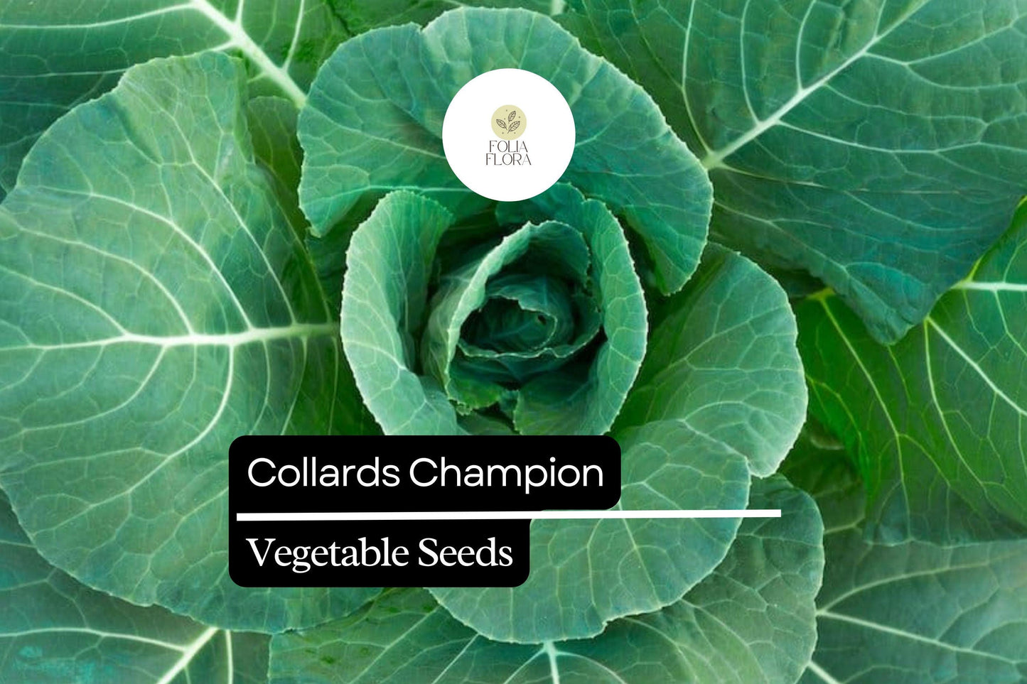 1g Collards Champion Seeds Brassica oleracea | Nutritious, Hardy, Heirloom Greens for Gardens & Containers