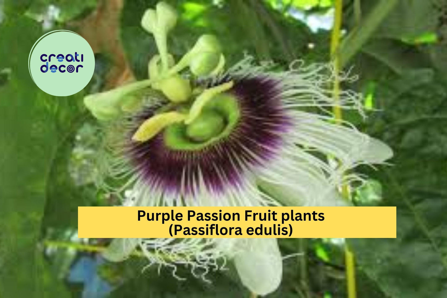 Purple Passion Fruit Plants | Set of 2 Passiflora edulis Live Vines | 10" Tall Rooted Starters