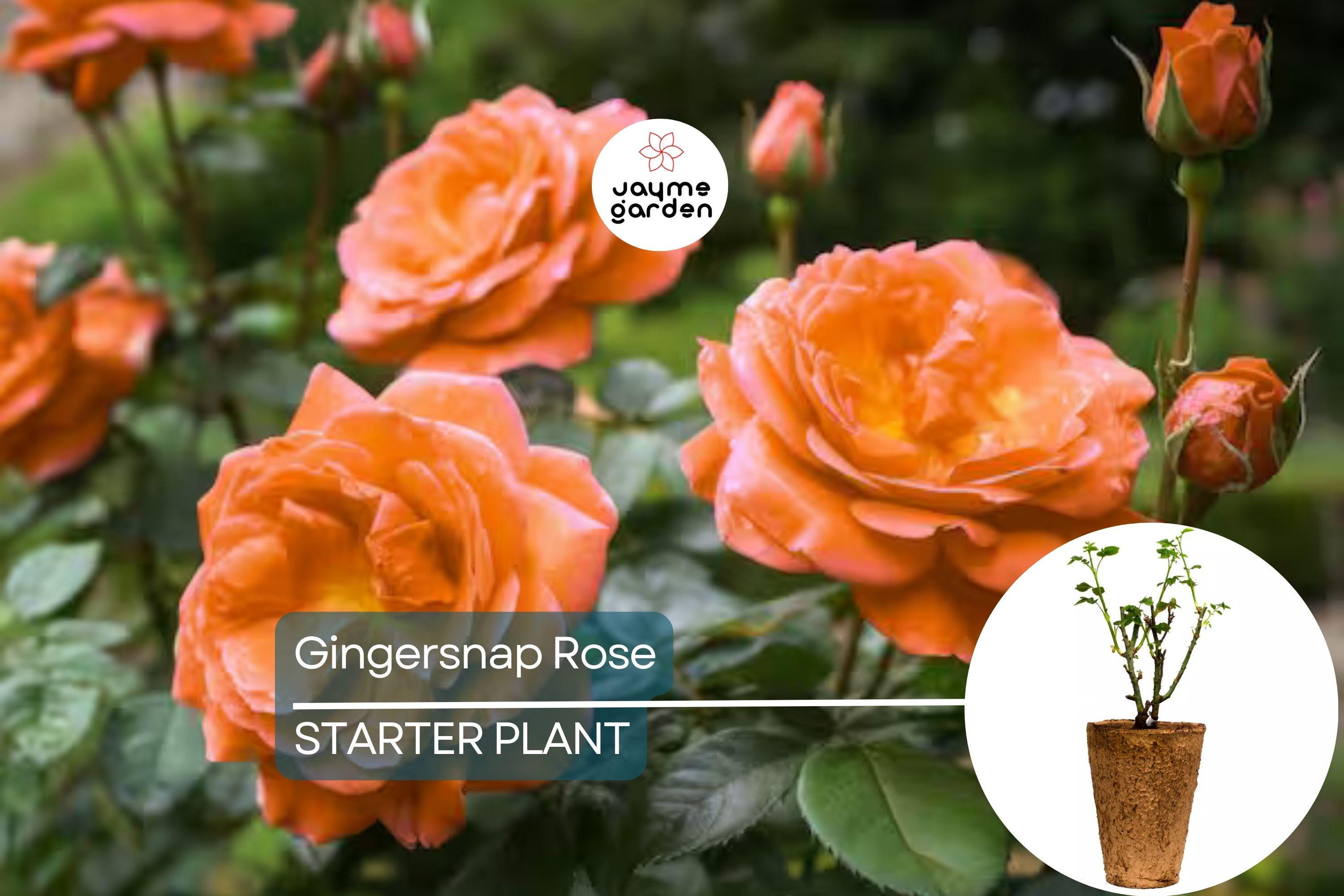 Gingersnap Rose Plant – 1.5 Gal Potted | Bright Orange Reblooming Floribunda | Fragrant & Pesticide-Free | Zones 5-10