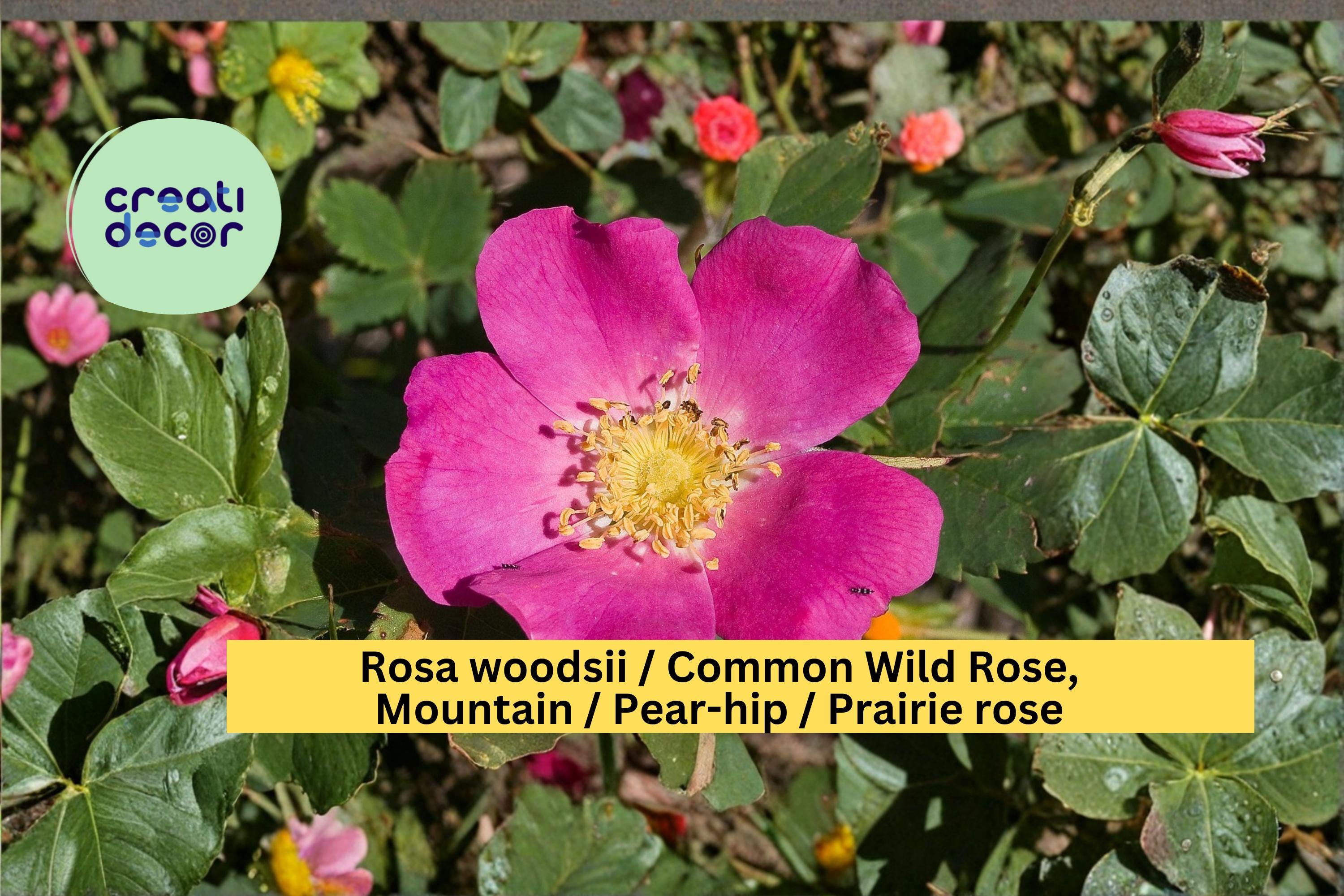 Rosa woodsii Seeds Common Wild Rose Prairie Rose Native Pink Flower Shrub Seeds 25 Count