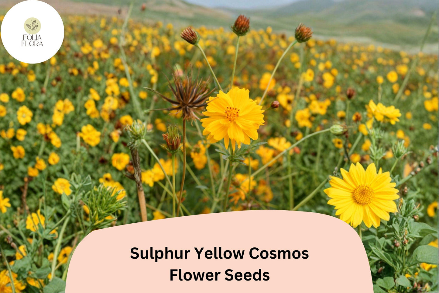 200+ Sulphur Yellow Cosmos Seeds | Cosmos sulphureus | Bright Yellow Blooms | Easy Annual Flower Seeds for Garden