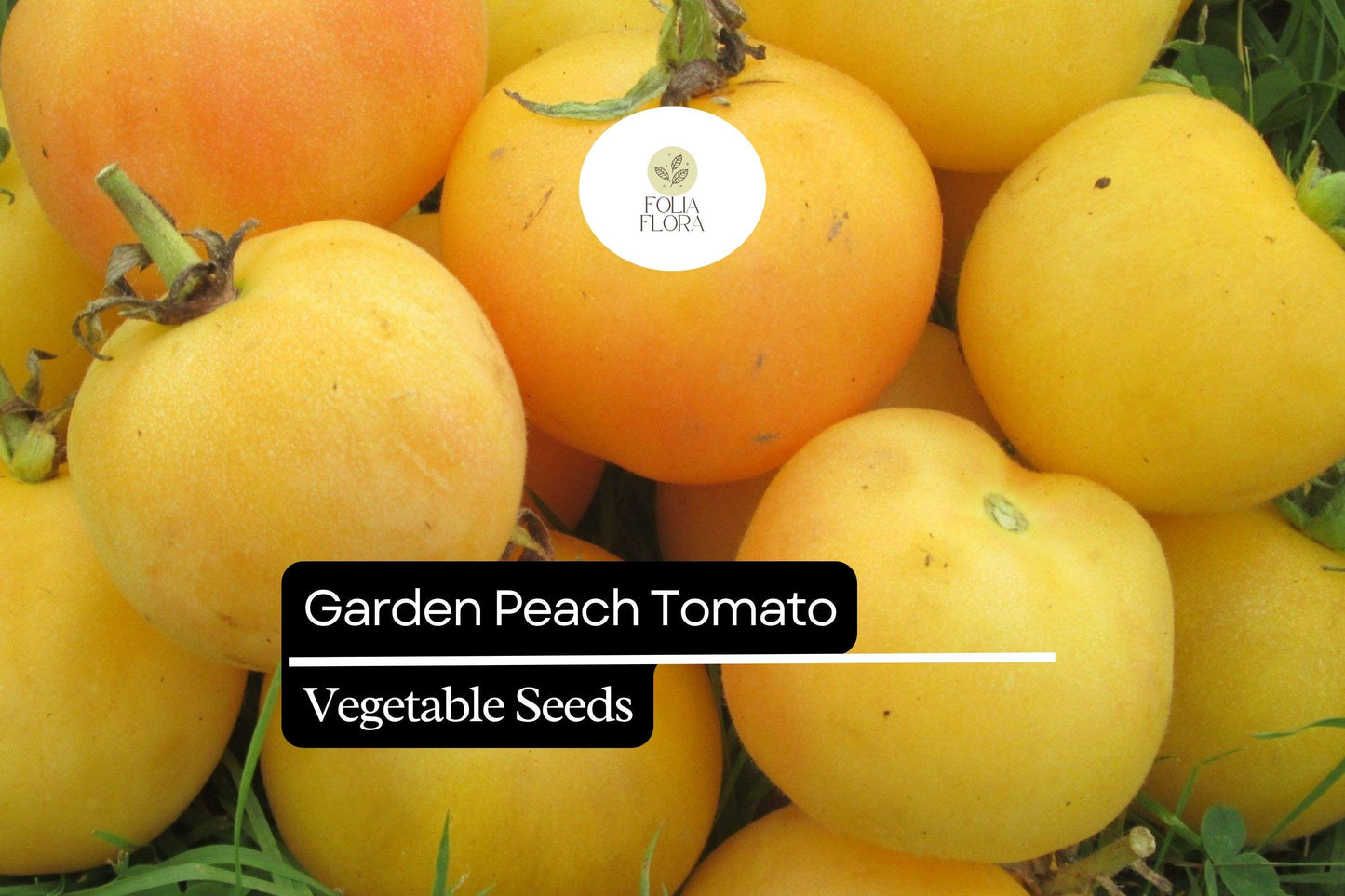 30 Garden Peach Tomato Seeds – Solanum lycopersicum – Heirloom, Sweet & Juicy, Peach-Like Skin, High-Yielding