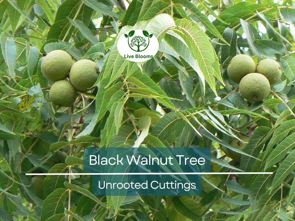 16 Black Walnut Tree Unrooted Cuttings - Juglans Nigra, Edible Nut, Wildlife-Friendly, Propagation Cuttings for Growing, Hardy Tree Scions