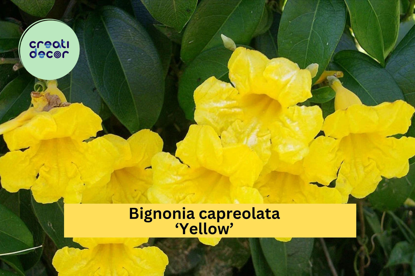 Yellow Crossvine – Bignonia capreolata ‘Yellow’ – Live Rooted Starter Plant, Hardy Flowering Vine That Attracts Butterflies