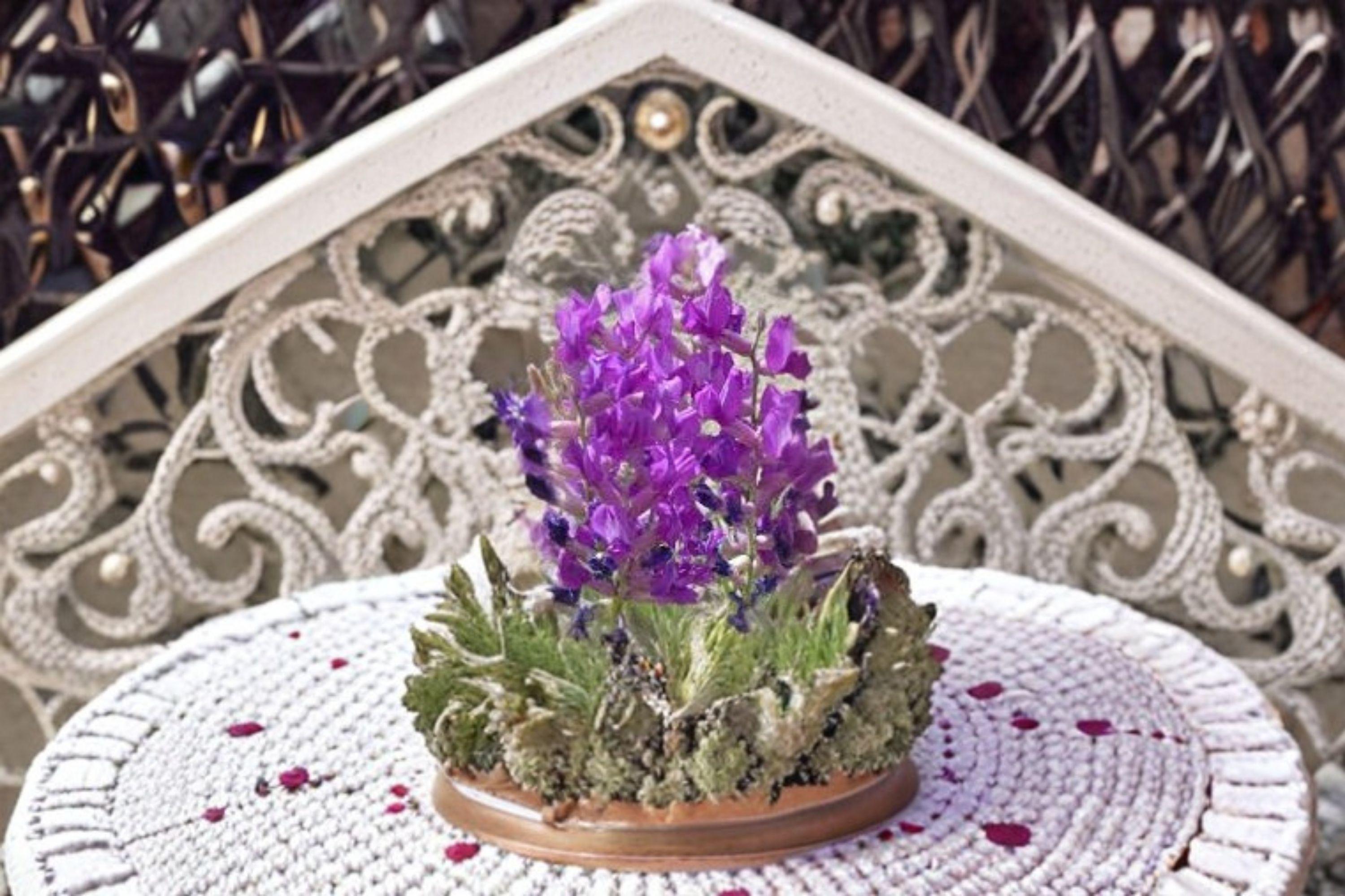Showy Locoweed – Oxytropis lambertii 25 Seeds | Native Prairie Wildflower | Striking Purple Blooms | Drought-Tolerant Perennial