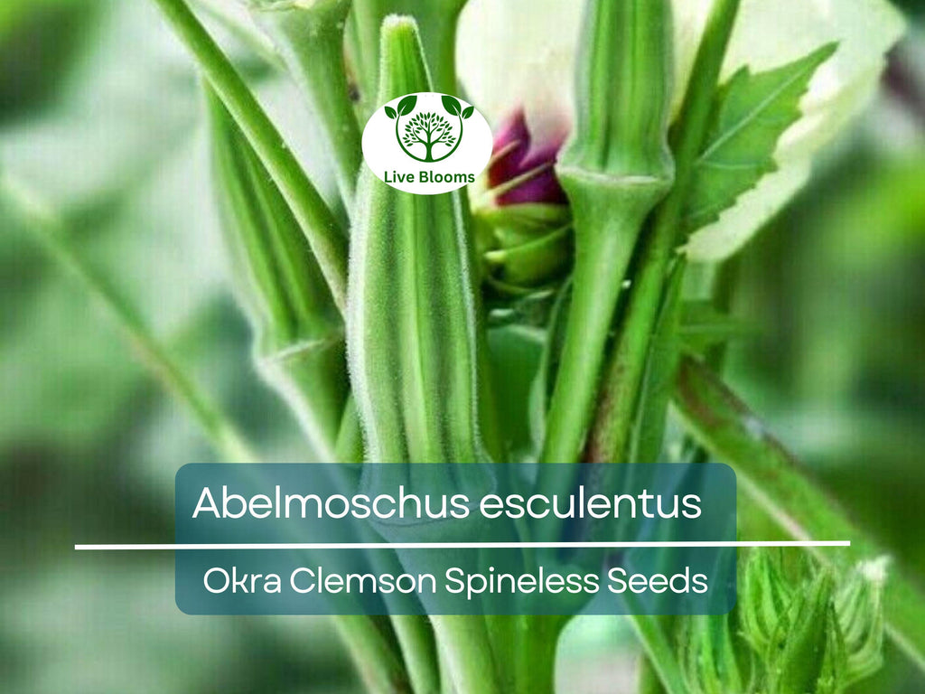 85 Seeds Okra Clemson Spineless for Planting (Abelmoschus esculentus) - Fast-Growing, Tender, Spineless Okra for Home Gardens