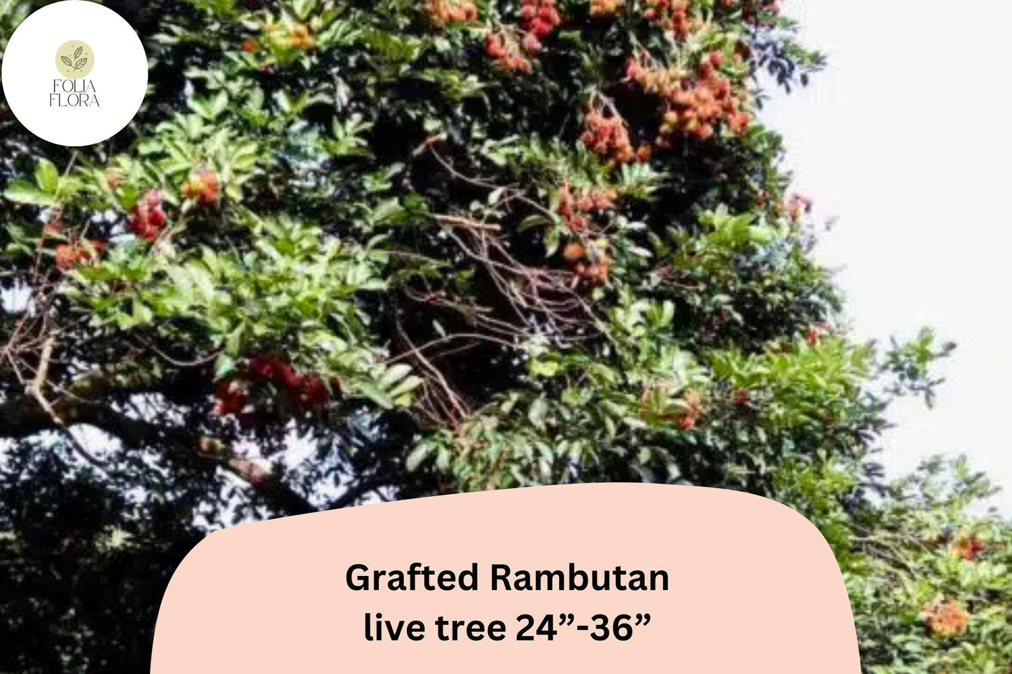 Grafted Rambutan Tree 24–36” | Live Nephelium Lappaceum | Tropical Exotic Fruit Tree | Rare Edible Plant