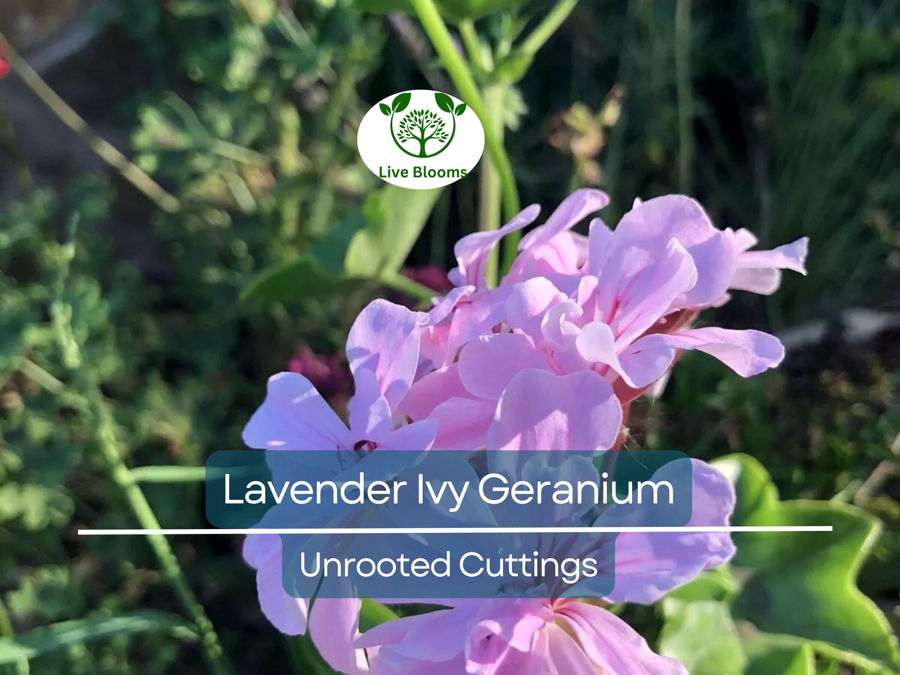 3 Lavender Pelargonium Peltatum Trailing Ivy Geranium Unrooted Cuttings 6" Live Plant, Geraniums for Hanging Baskets, Easy Propagation