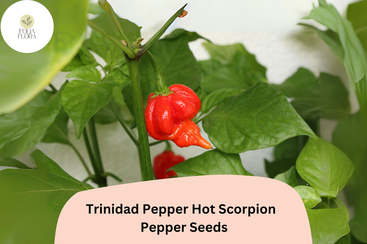 25 Trinidad Scorpion Pepper Seeds | Extremely Hot Chili | Rare Heirloom | Non-GMO | Grow the Heat!