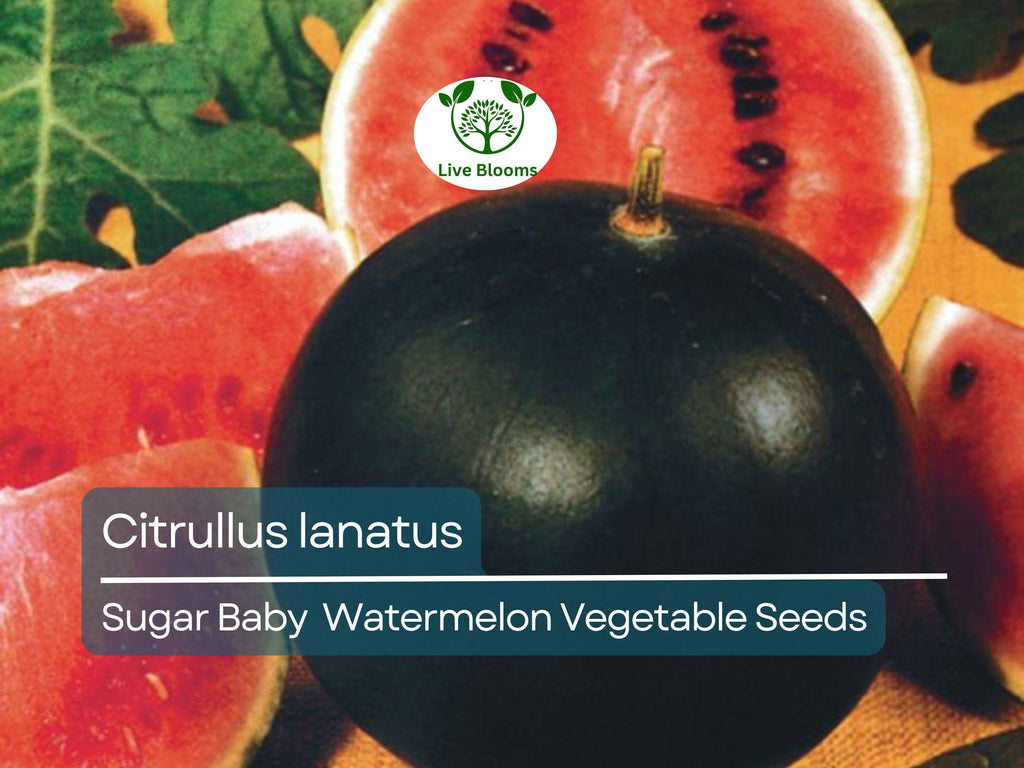 Sugar Baby Watermelon (1000 mg Seeds), Heirloom Vegetables