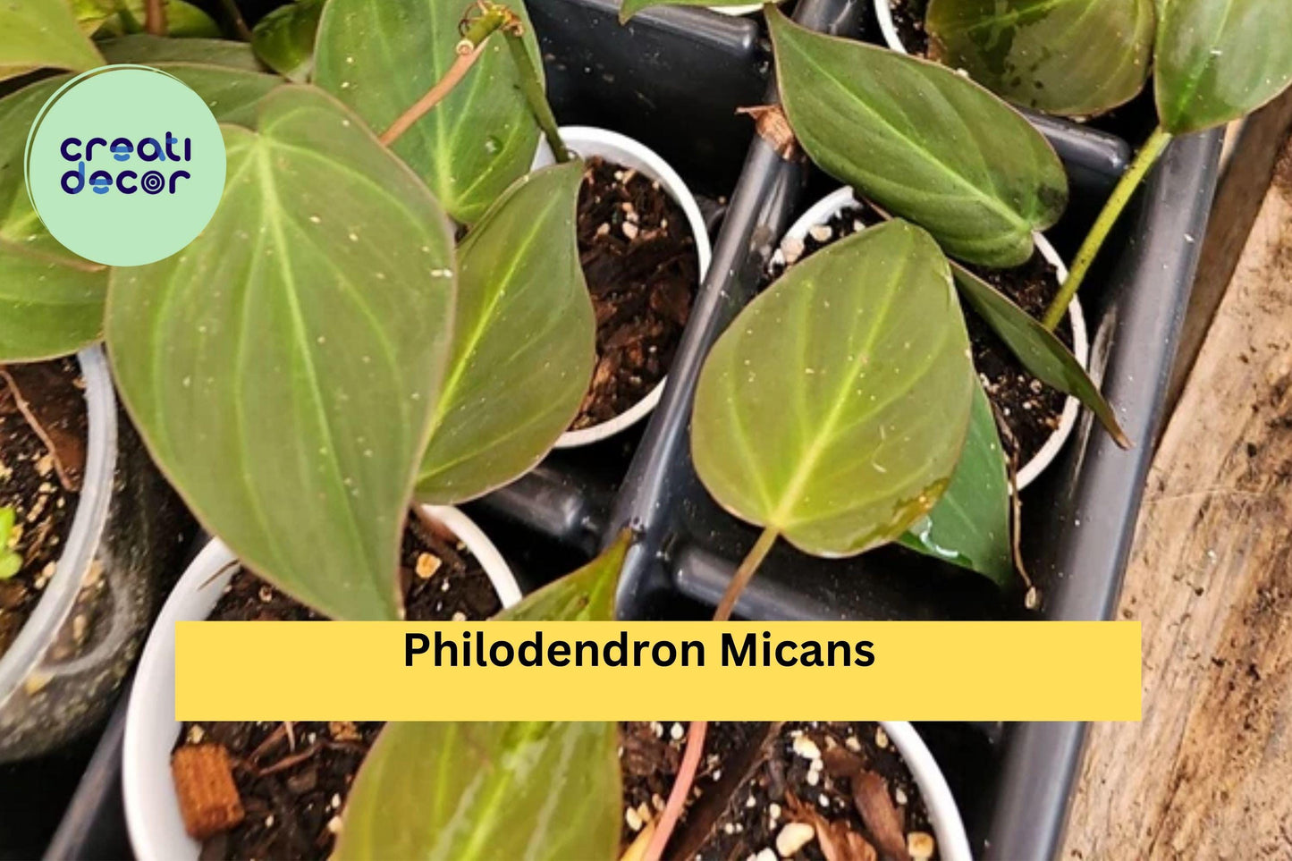 Philodendron Micans Live Plant – 2 Inch Pot Fully Rooted – Velvet Leaf Heart-Shaped Indoor Vine for Hanging Pots or Shelves