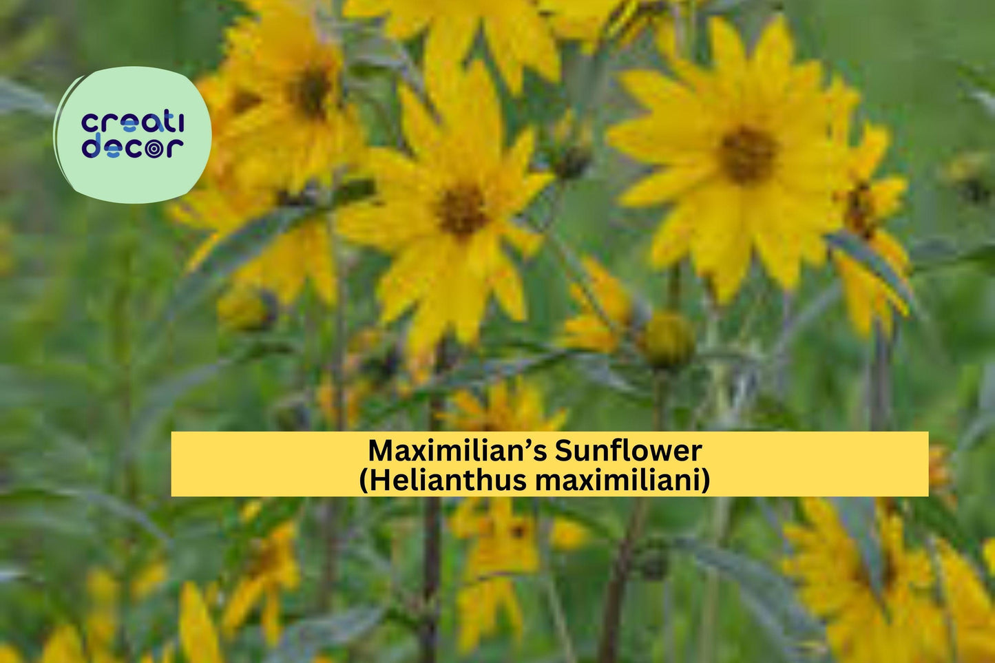 Maximilian’s Sunflower Seeds (Helianthus maximiliani) – 50 Native Perennial Seeds | Tall Yellow Blooms | Pollinator Friendly | Prairie Plant