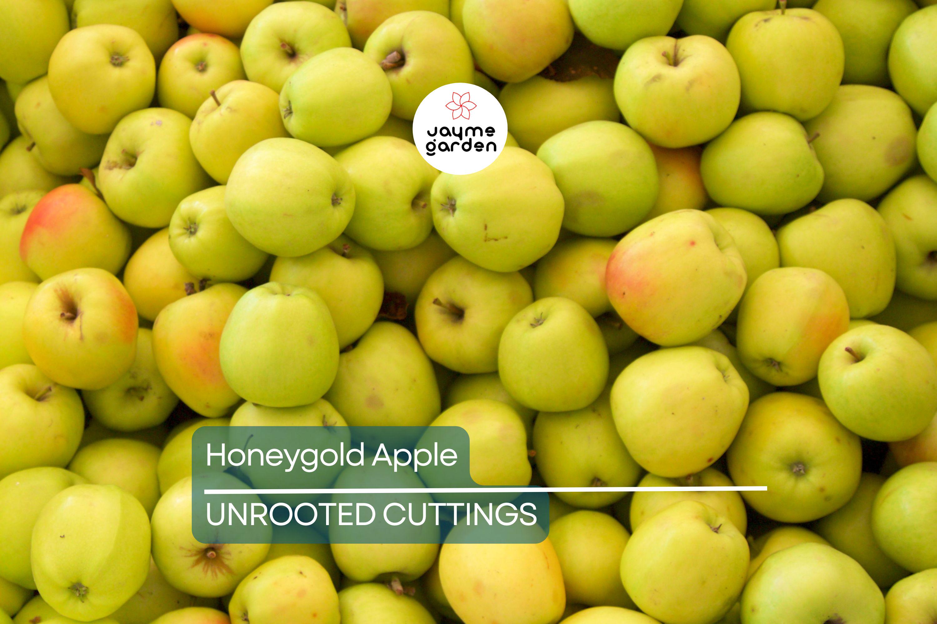 3 Honeygold Apple Fruit Tree Scions 6-10" for Grafting or Rooting - Fresh Cuttings from High-Yield Trees