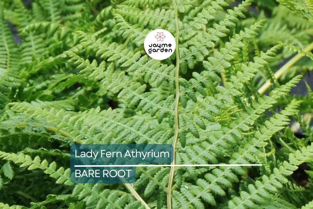 10 Lady Fern (Athyrium filix-femina) Bare Root Plants – Native Woodland Perennial, Shade-Loving, Cold-Hardy, Deer-Resistant Fern