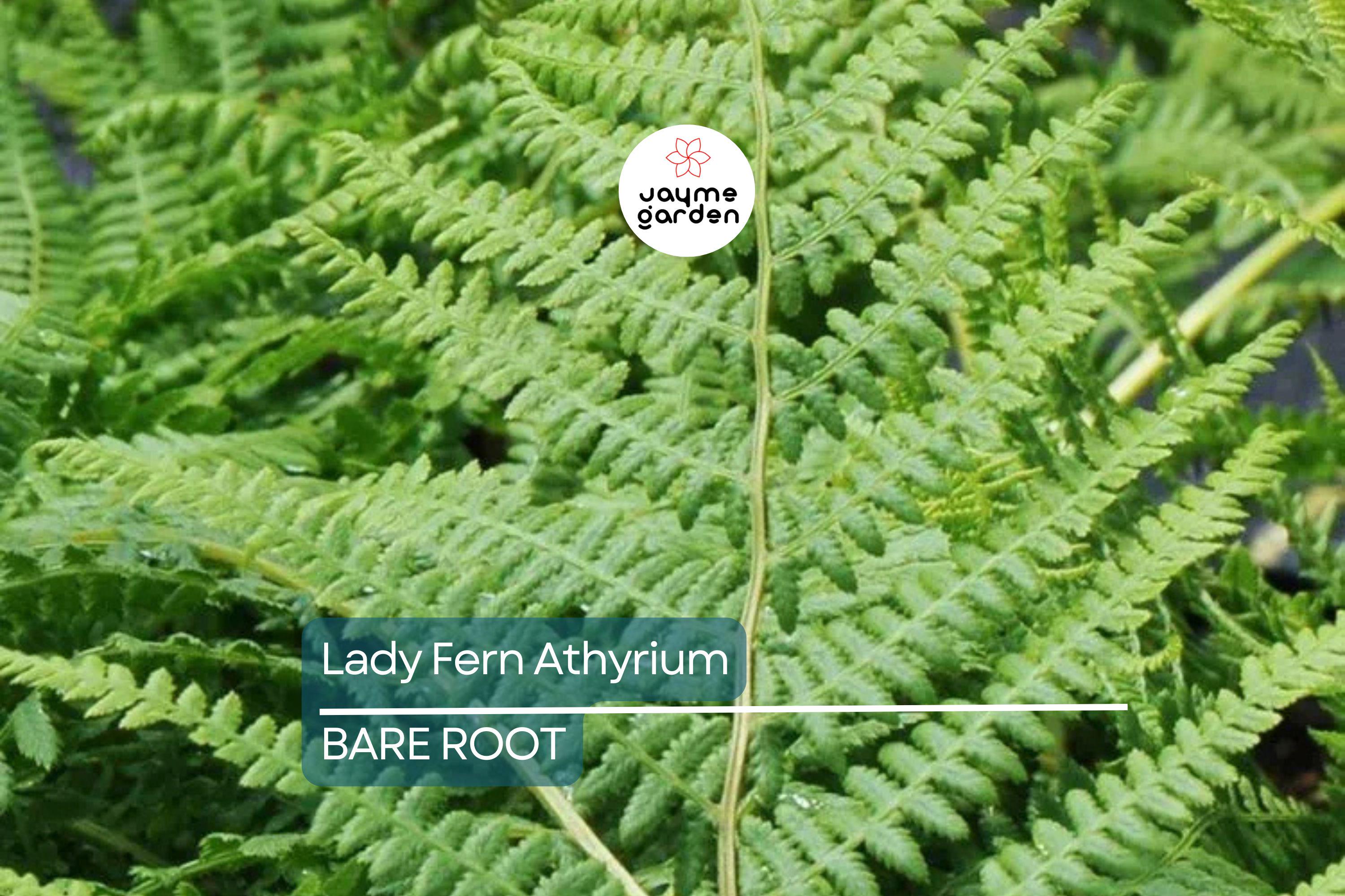 10 Lady Fern (Athyrium filix-femina) Bare Root Plants – Native Woodland Perennial, Shade-Loving, Cold-Hardy, Deer-Resistant Fern