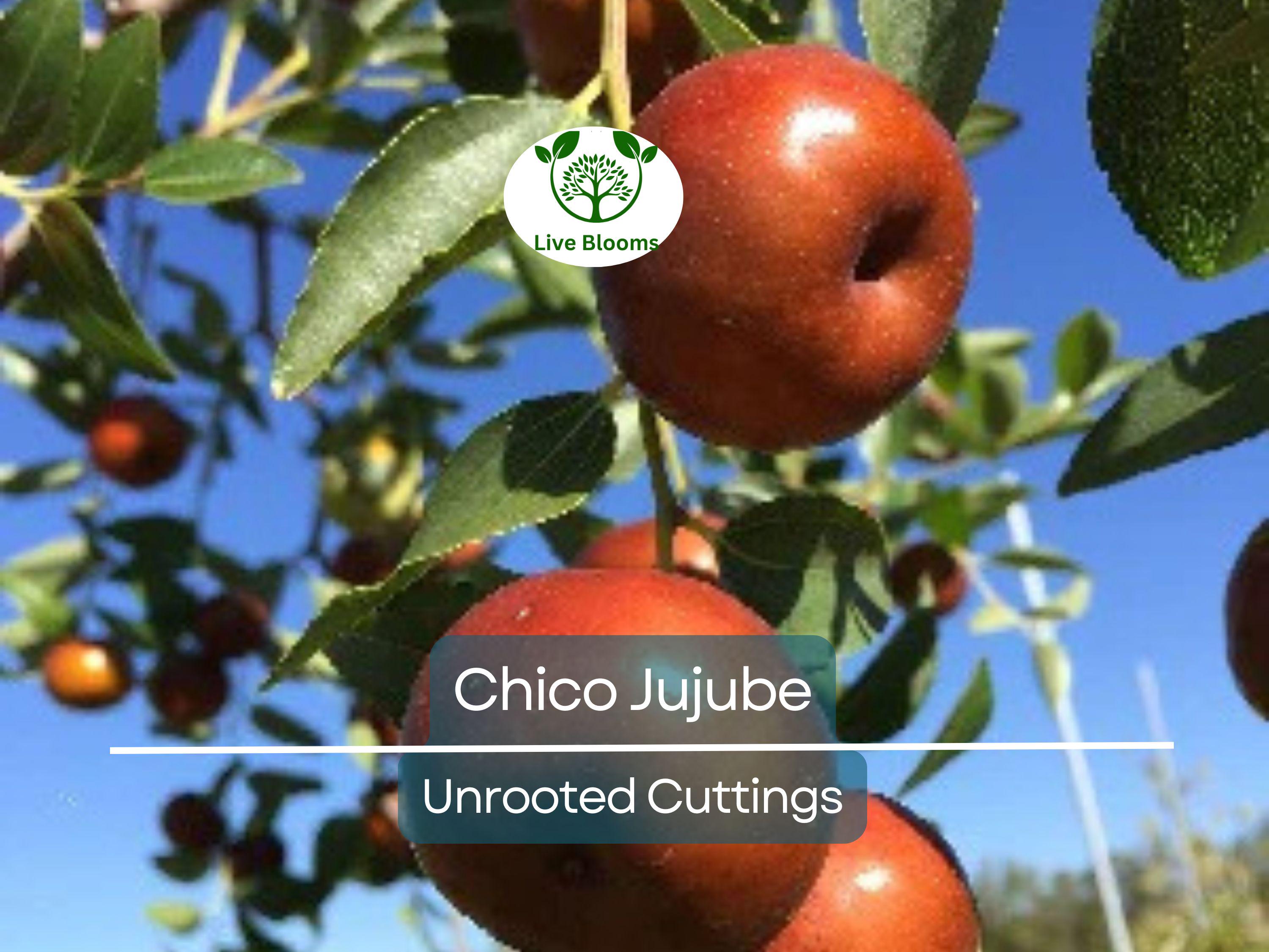 3 Chico Jujube Scion Cuttings 6-8" for Grafting, No Roots, Ziziphus jujuba, Sweet Fruit Tree, Ideal for Grafting or Propagation