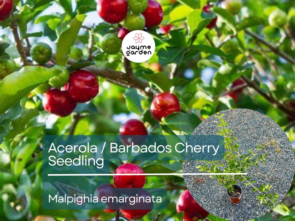 Acerola Starter Plant Seedling (Malpighia emarginata) - Live Fruit Tree 2′-3′ Tall - Guarani, Barbados, West Indian Cherry for Garden