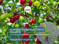 Acerola Starter Plant Seedling (Malpighia emarginata) - Live Fruit Tree 2′-3′ Tall - Guarani, Barbados, West Indian Cherry for Garden