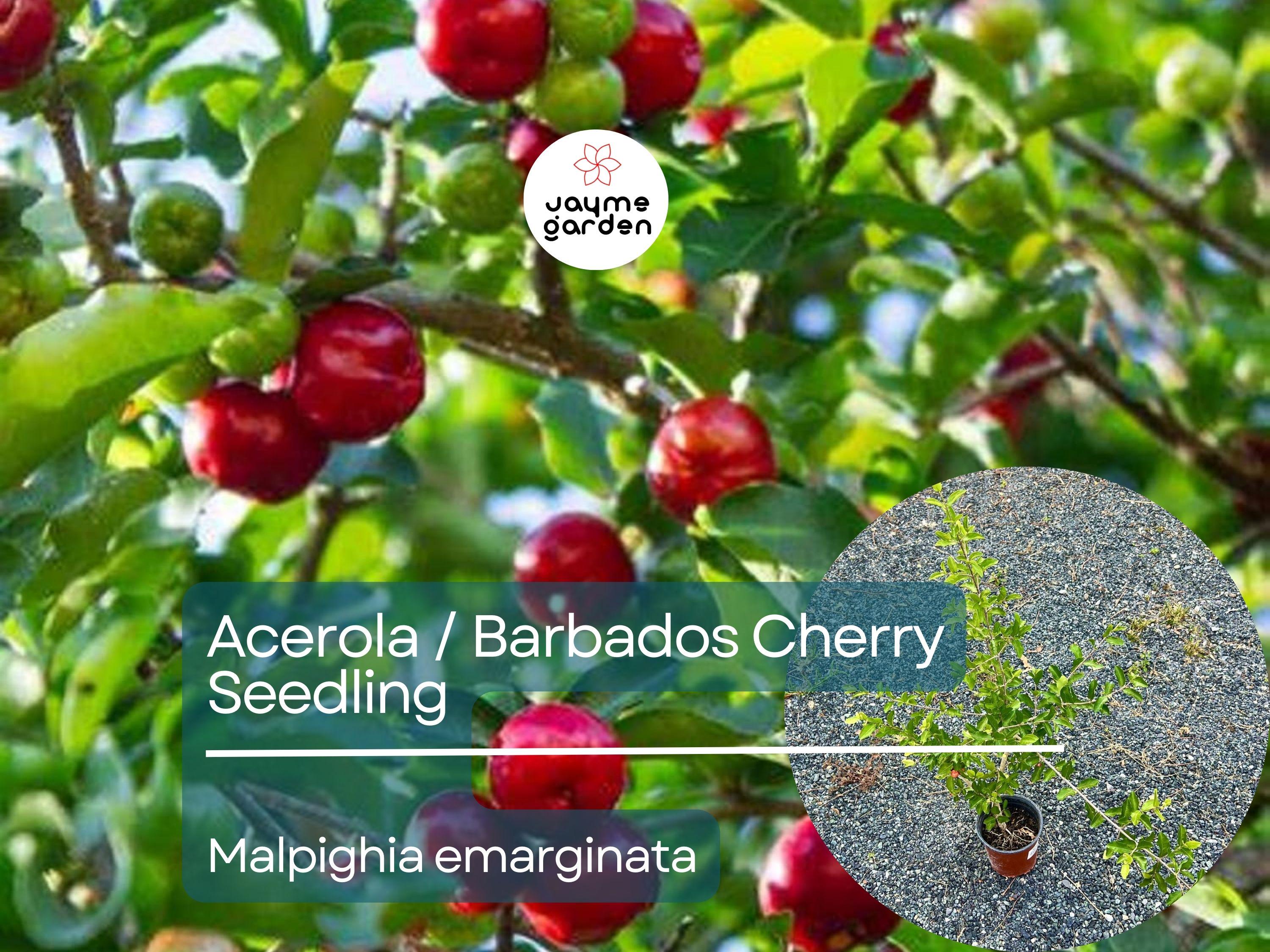 Acerola Starter Plant Seedling (Malpighia emarginata) - Live Fruit Tree 2′-3′ Tall - Guarani, Barbados, West Indian Cherry for Garden