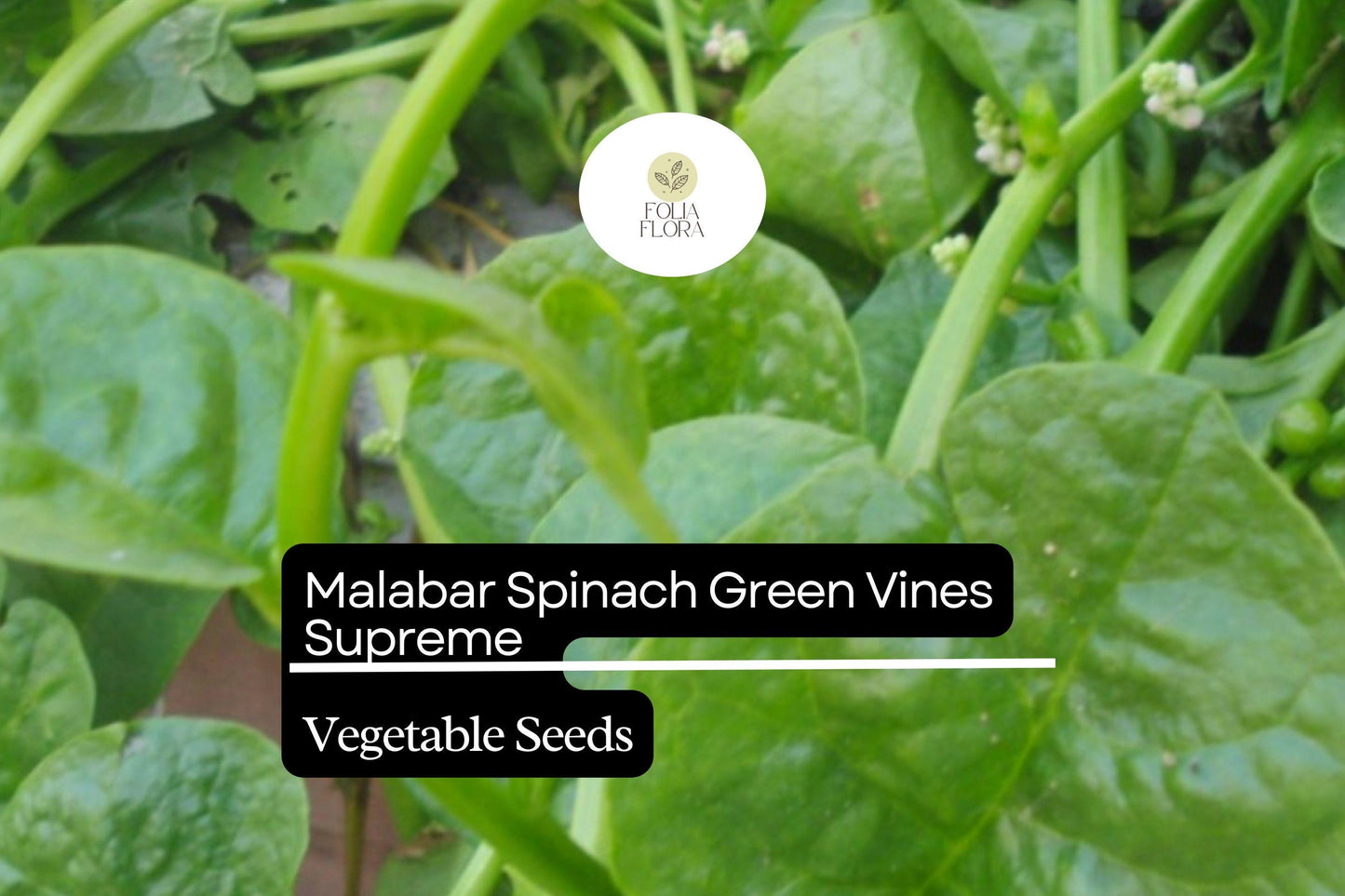 500mg Malabar Spinach Green Vines Supreme Seeds Basella alba | Nutritious, Heat-Tolerant, Climbing, Non-GMO, Fresh Salad Green